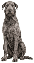 猎王