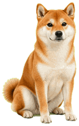 柴犬