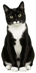 奶牛猫