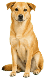 黄狗